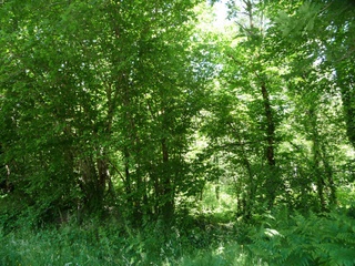 terrain  - 8298m2 à Monteneuf (56380)