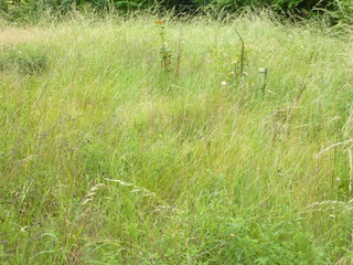 terrain  - 8224m2 à Nangis (77370)