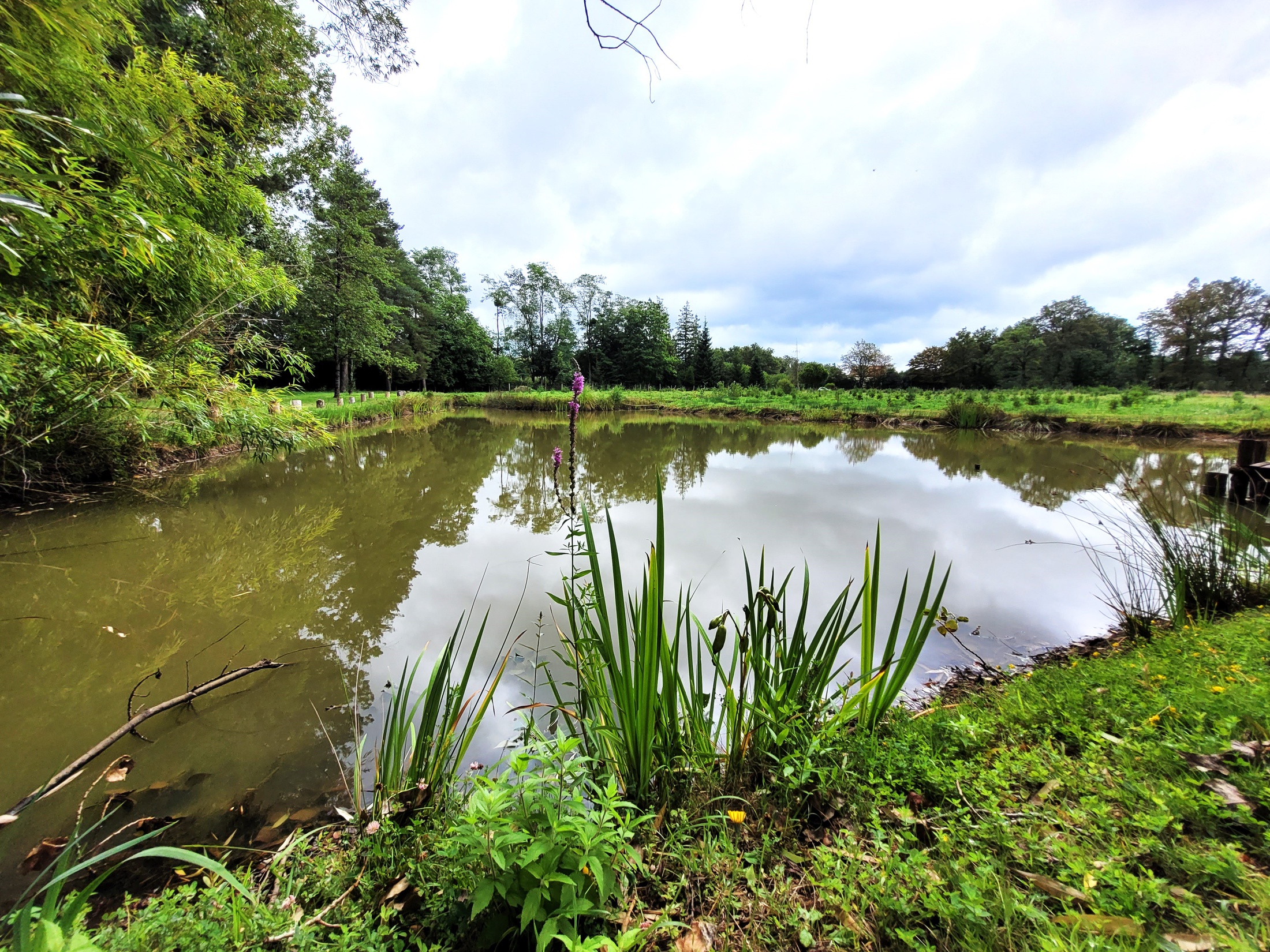 terrain  - 9800m2 à Saint-Jean-du-Bois (72430)