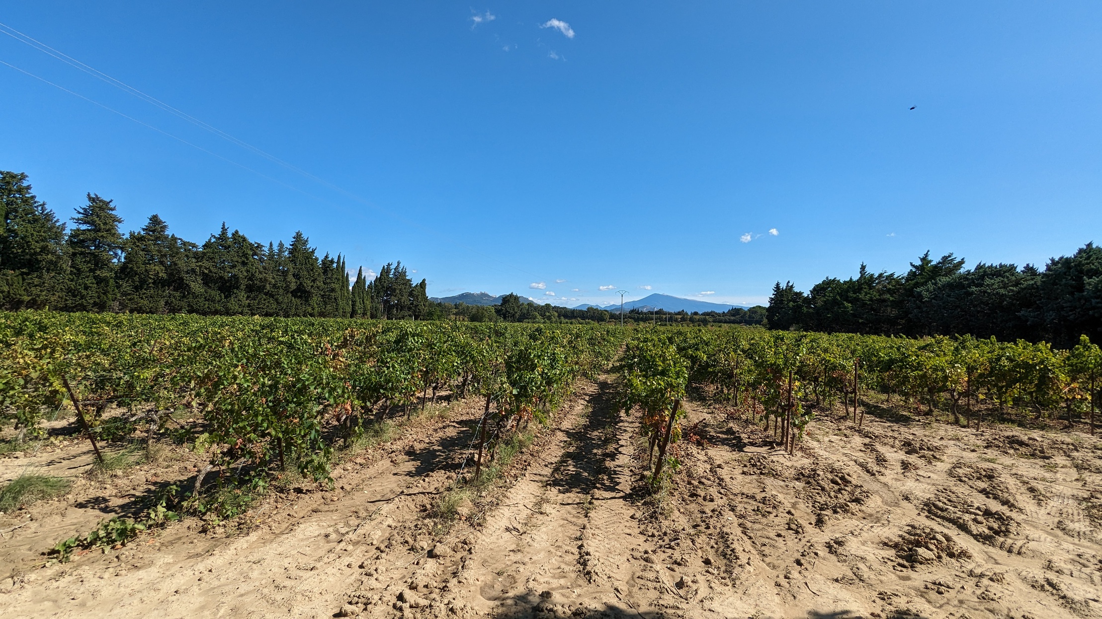 terrain  - 12255m2 à Sarrians (84260)