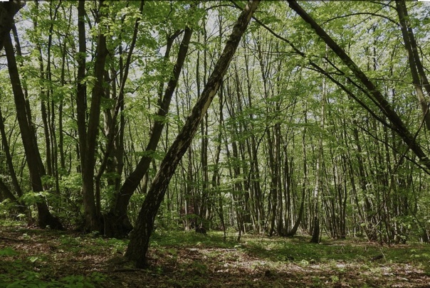 terrain  - 480000m2 à Moyaux (14590)