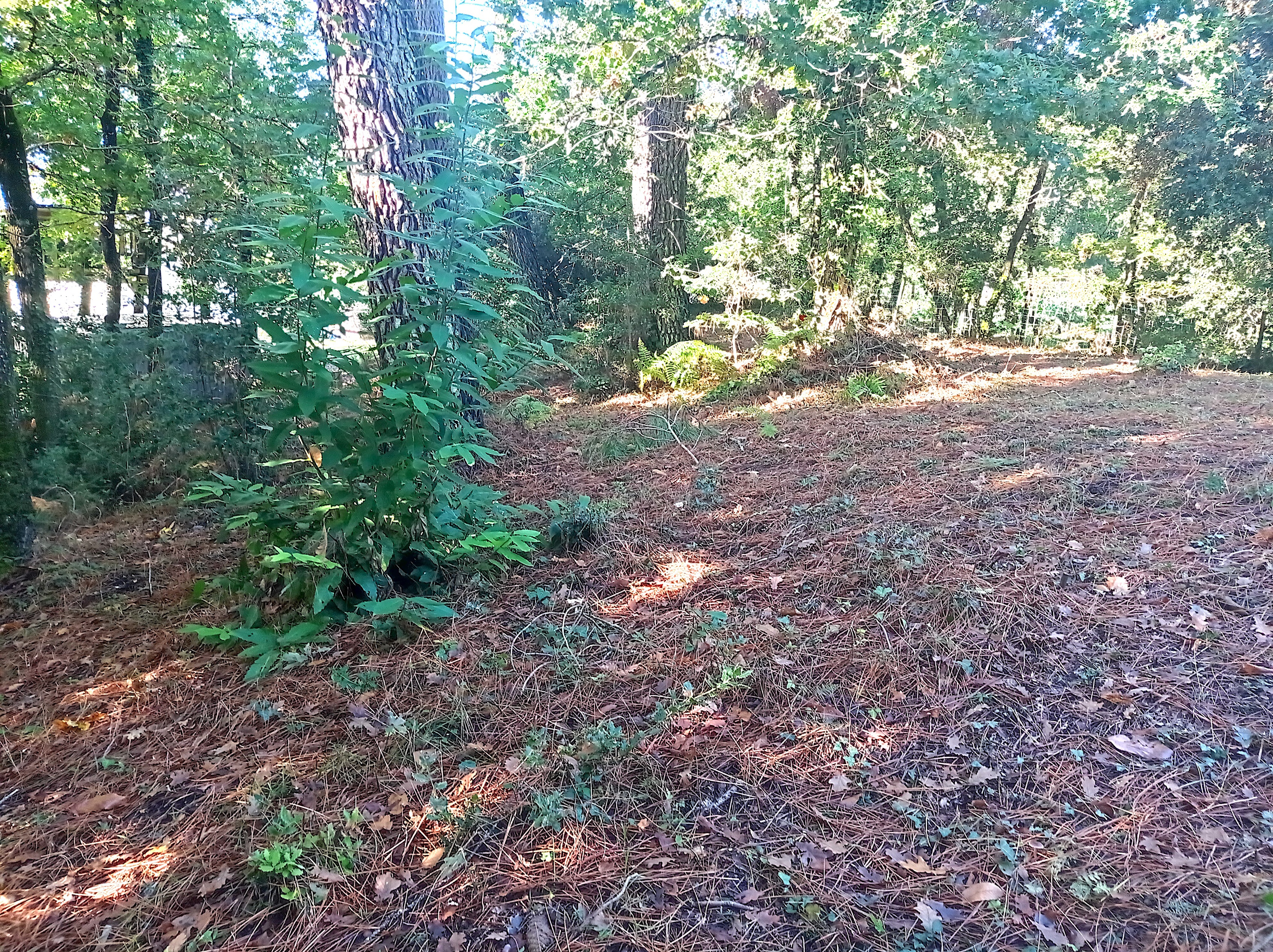 Achat immobilier Terrain   857m2 à Les Mathes (17570) - Photo n°5