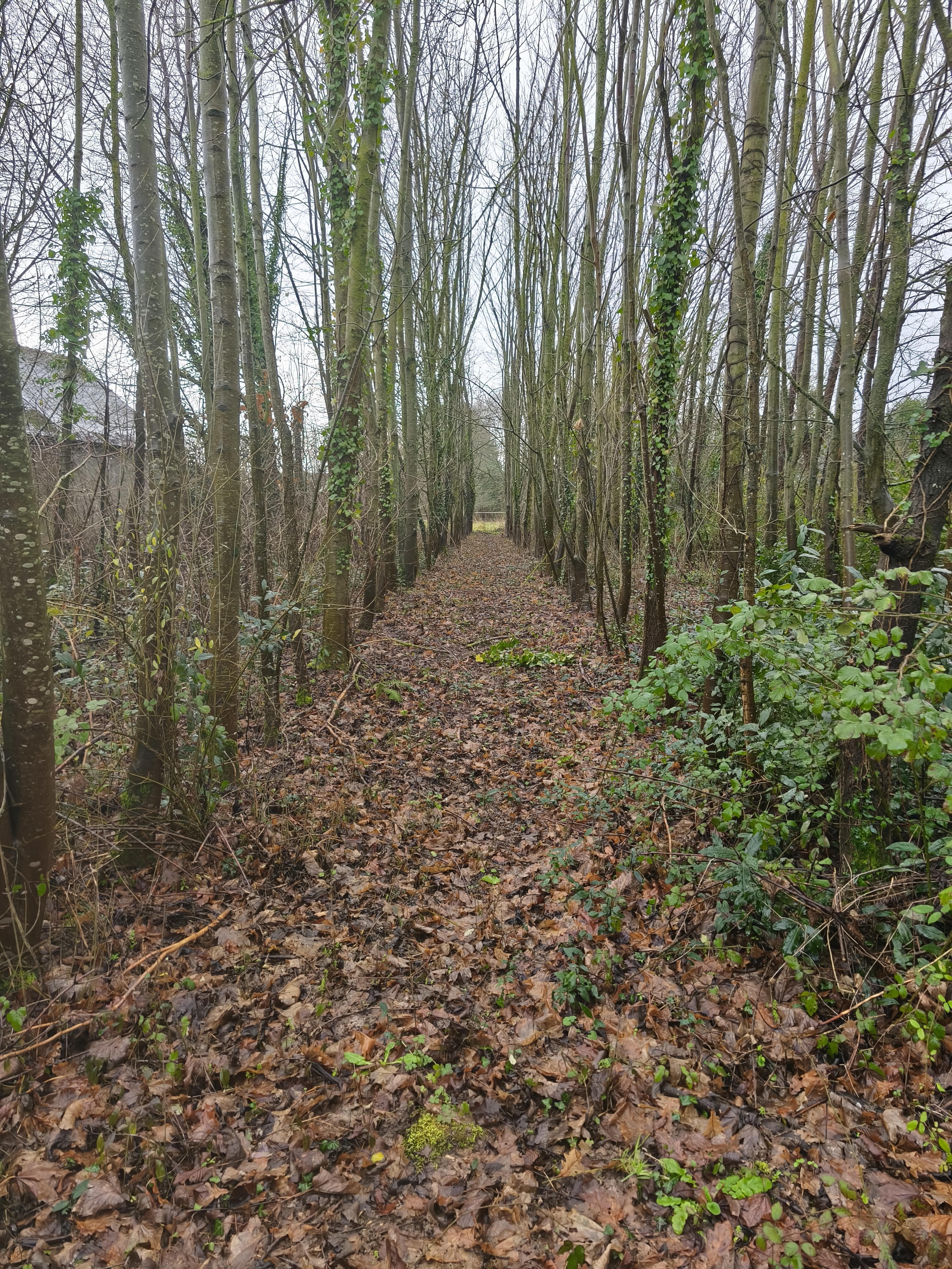 Achat immobilier Terrain   1993m2 à Caulnes (22350) - Photo n°1