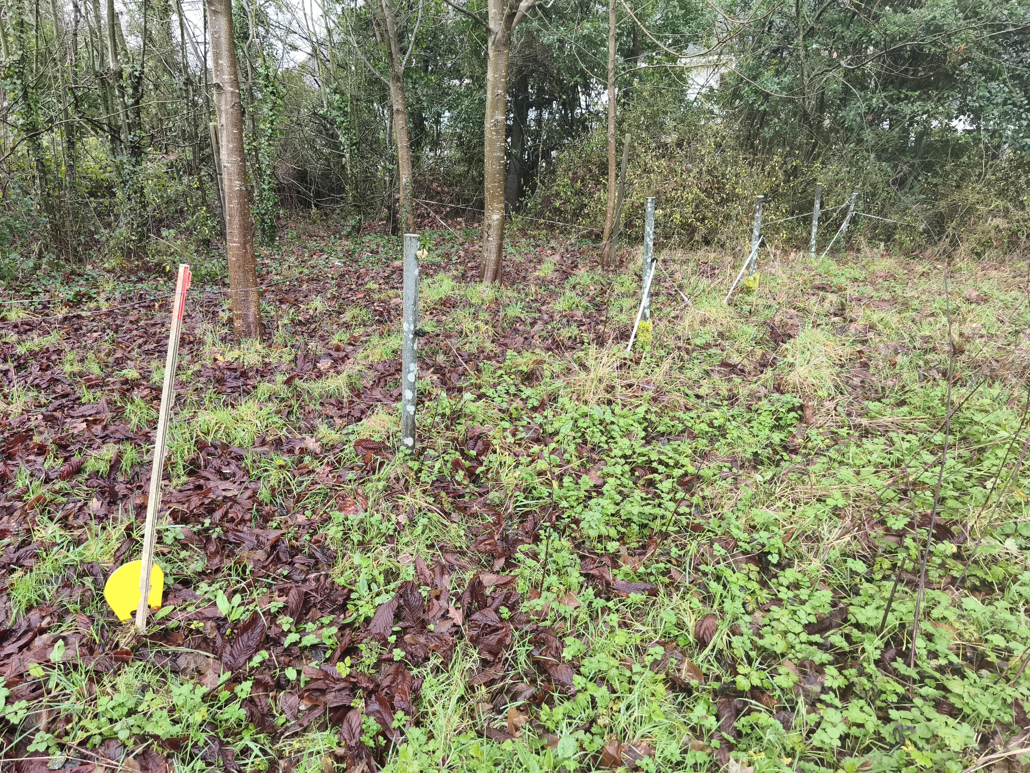 Achat immobilier Terrain   1993m2 à Caulnes (22350) - Photo n°4