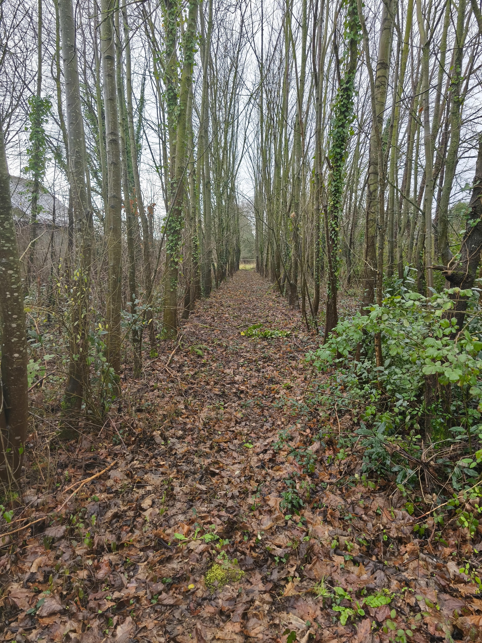 terrain  - 1993m2 à Caulnes (22350)