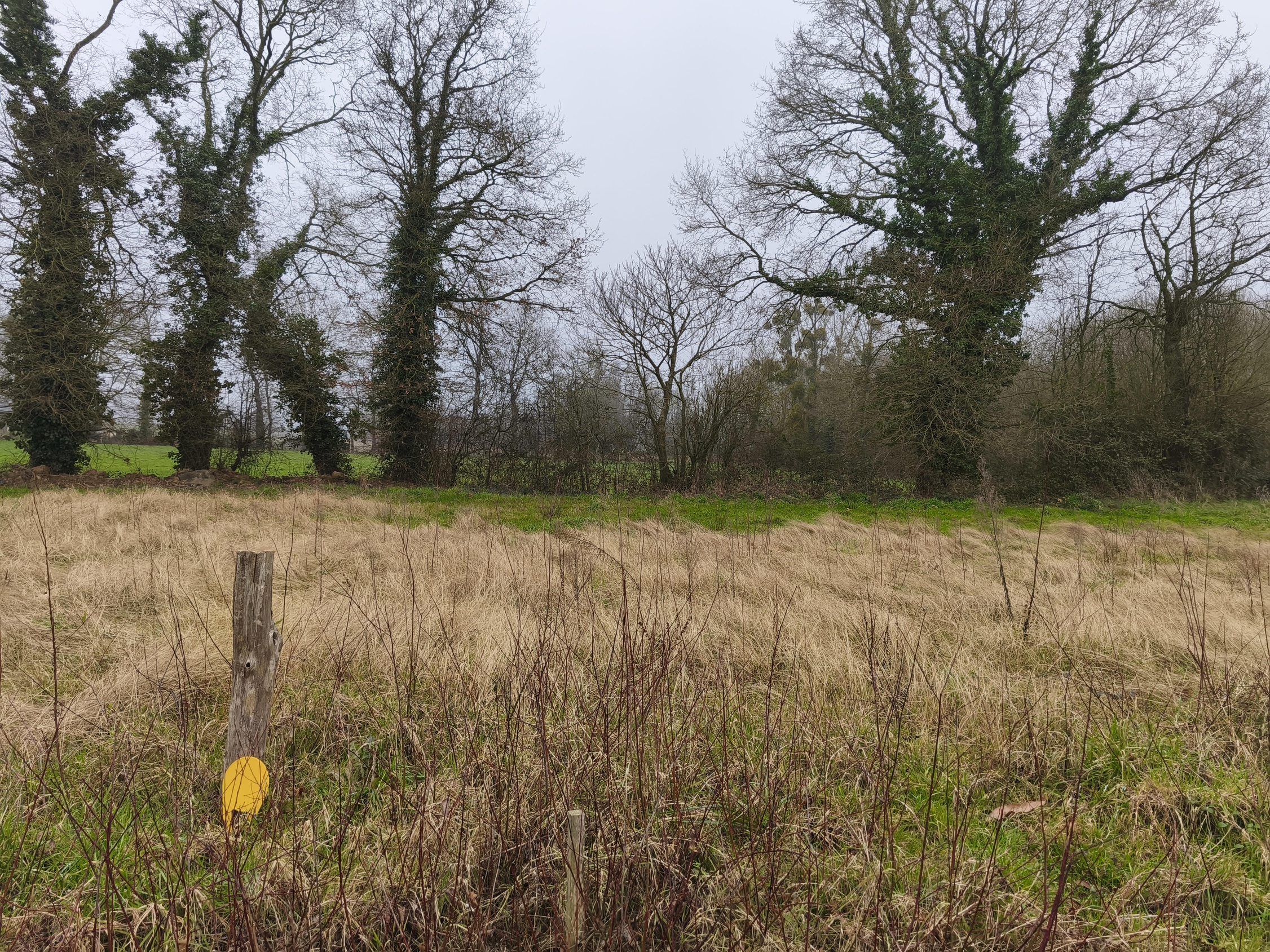 terrain  - 647,0m2 à Saint-Thual (35190)