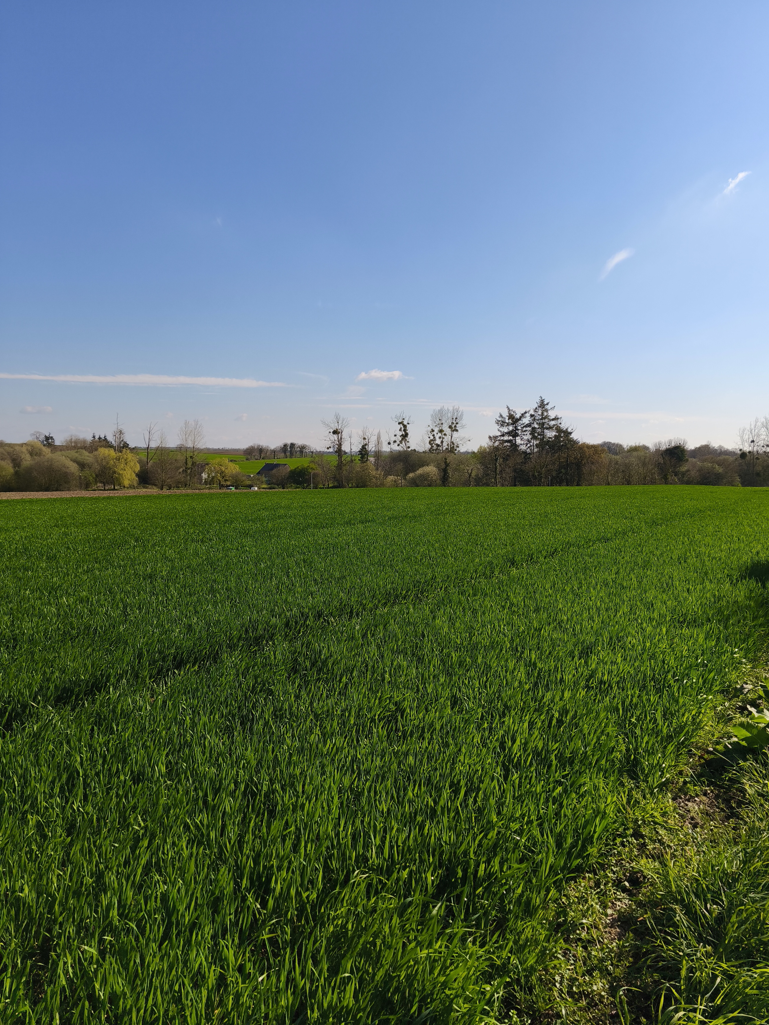 Achat immobilier Terrain   1400m2 à Trémeur (22250) - Photo n°5