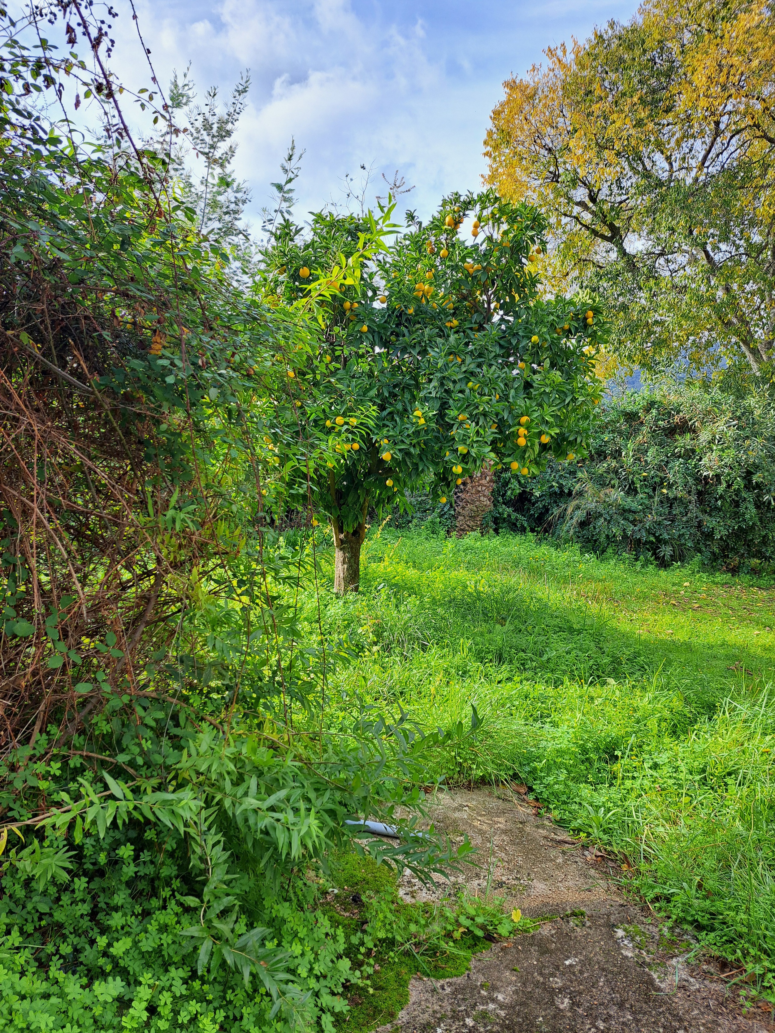 Achat immobilier Maison 3 pièces  200m2 à Cognocoli-Monticchi (20123) - Photo n°4