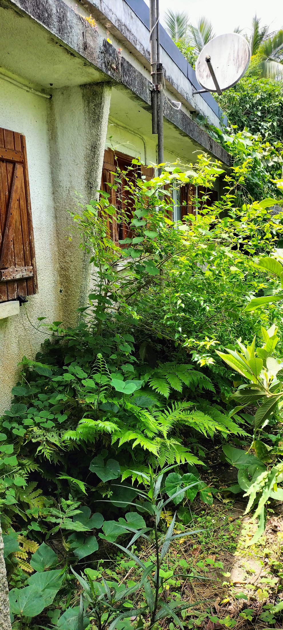 maison 3 pièces - 59m2 à Saint-Pierre (97410)