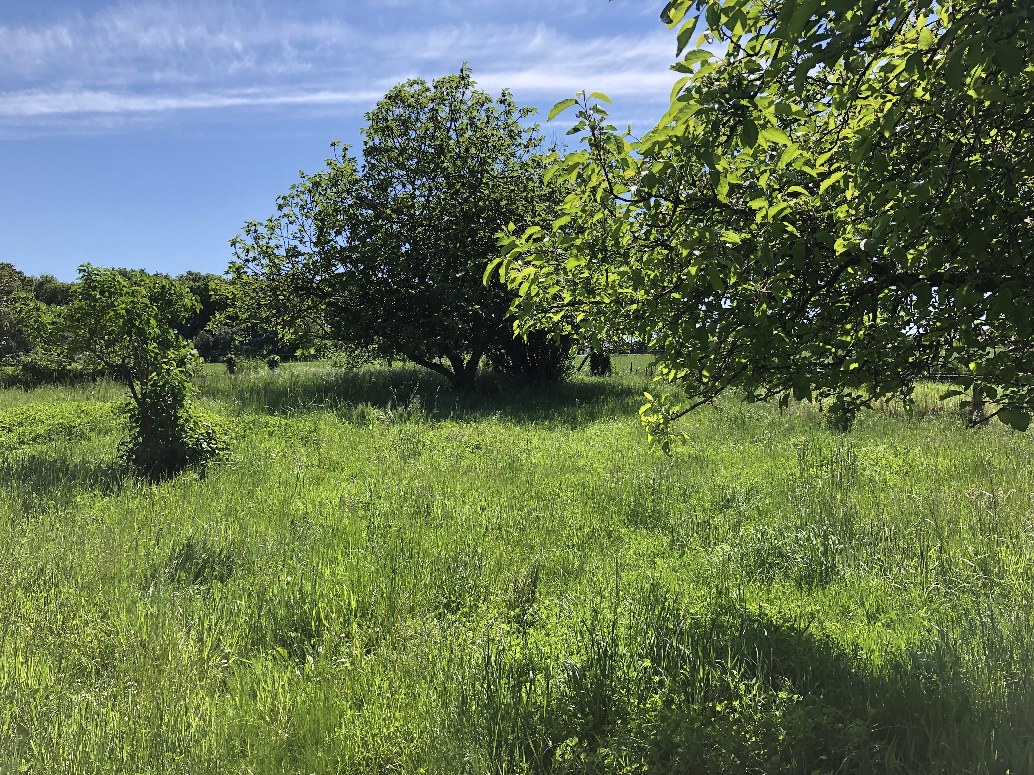 Achat immobilier Maison 5 pièces  130m2 à Saint-Laurent-de-la-Prée (17450) - Photo n°11