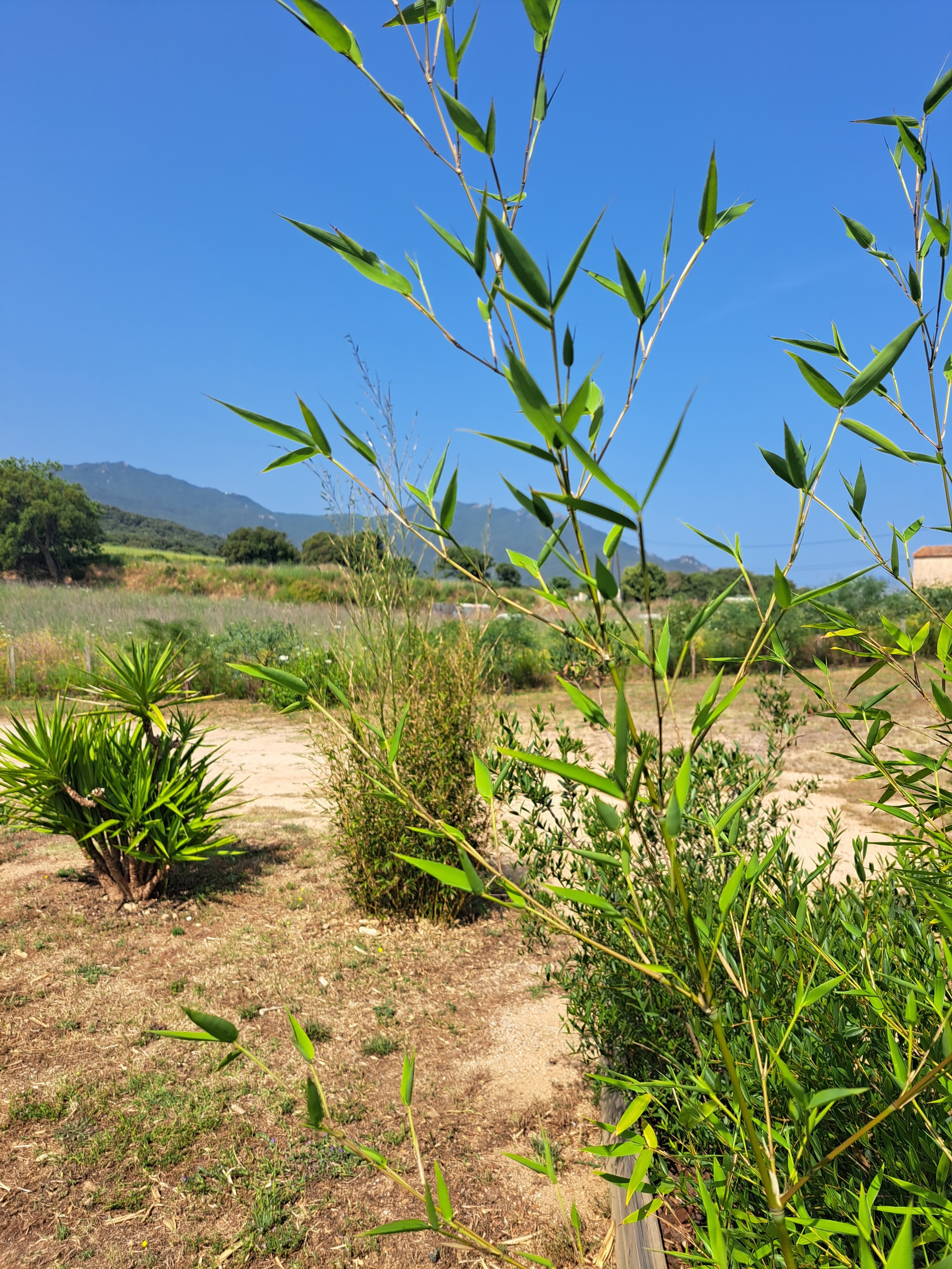 Achat immobilier Maison 7 pièces  145m2 à Sartène (20100) - Photo n°12