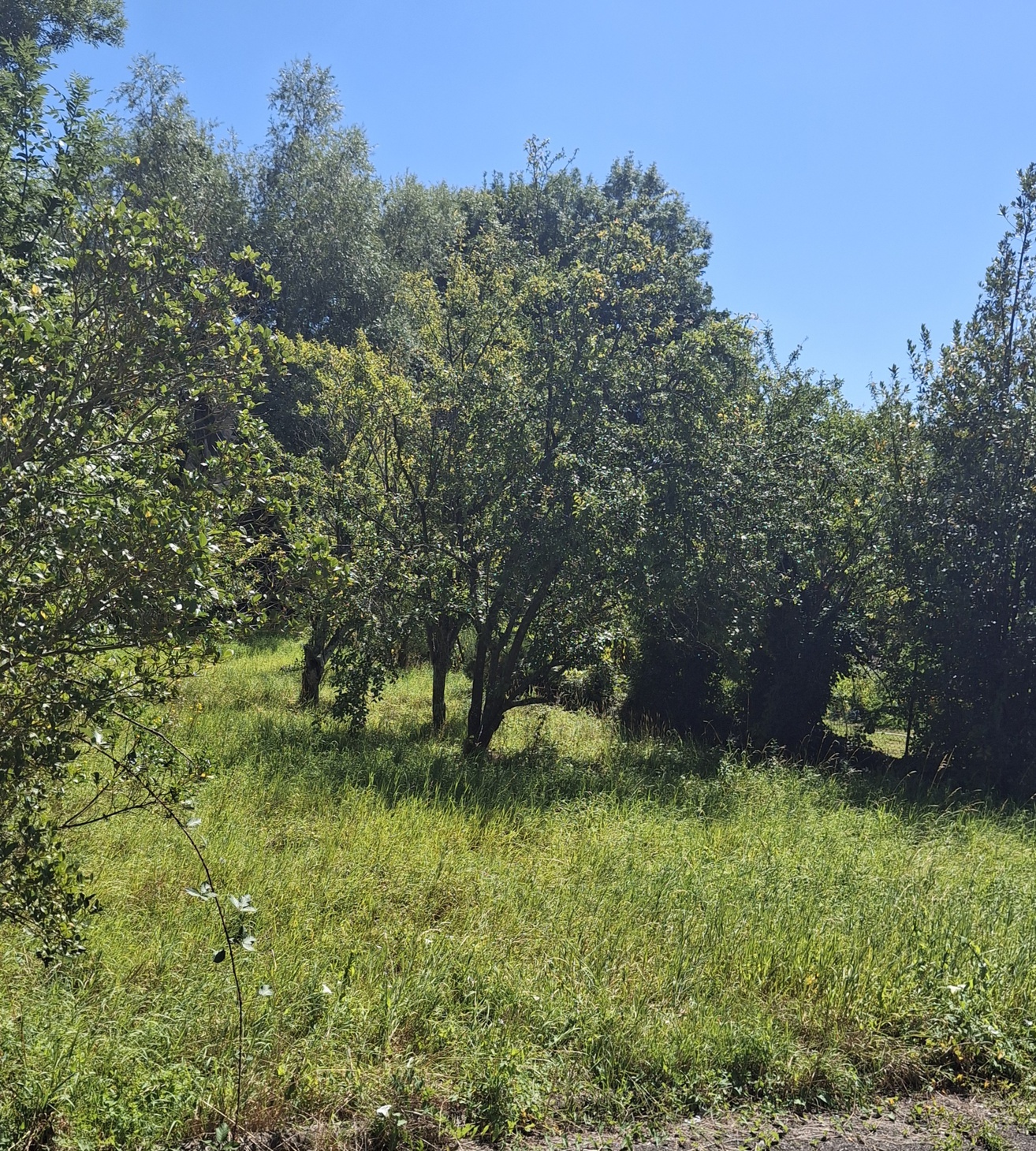 terrain  - 963m2 à Vesoul (70000)