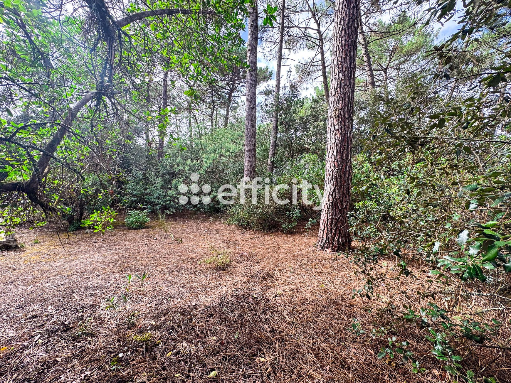 Achat immobilier Maison 4 pièces  90m2 à Lacanau (33680) - Photo n°4