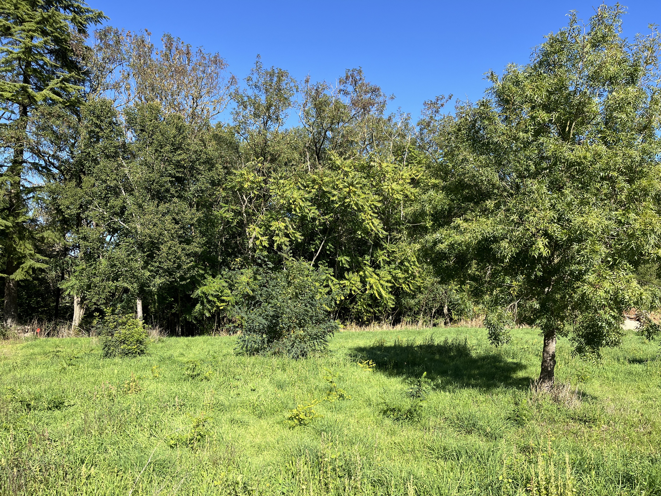 terrain  - 646m2 à Niort (79000)