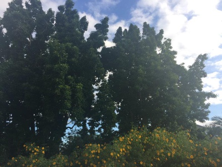 terrain  - 440m2 à Le Tampon (97430)