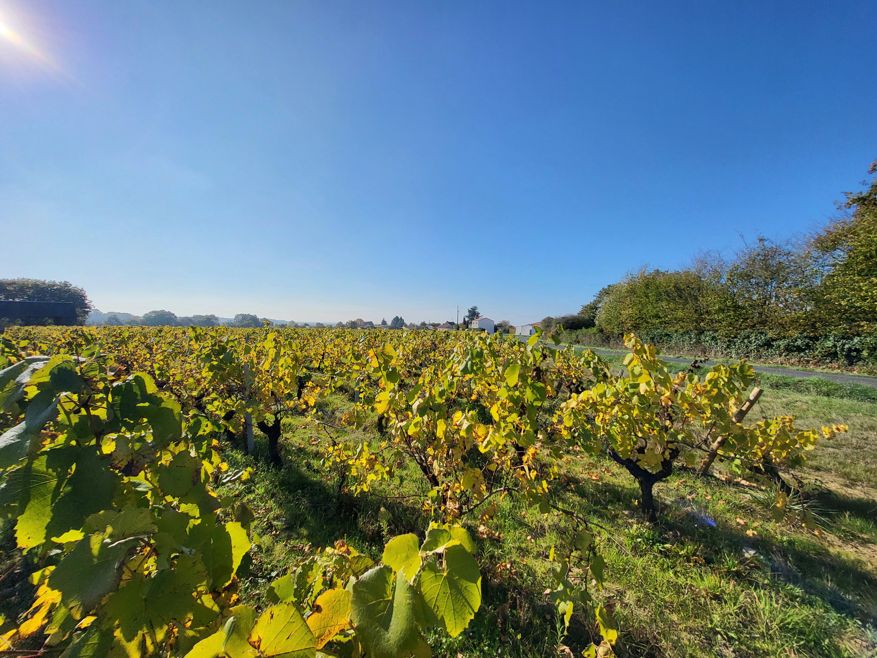 Achat immobilier Maison 5 pièces  188m2 à Le Landreau (44430) - Photo n°23