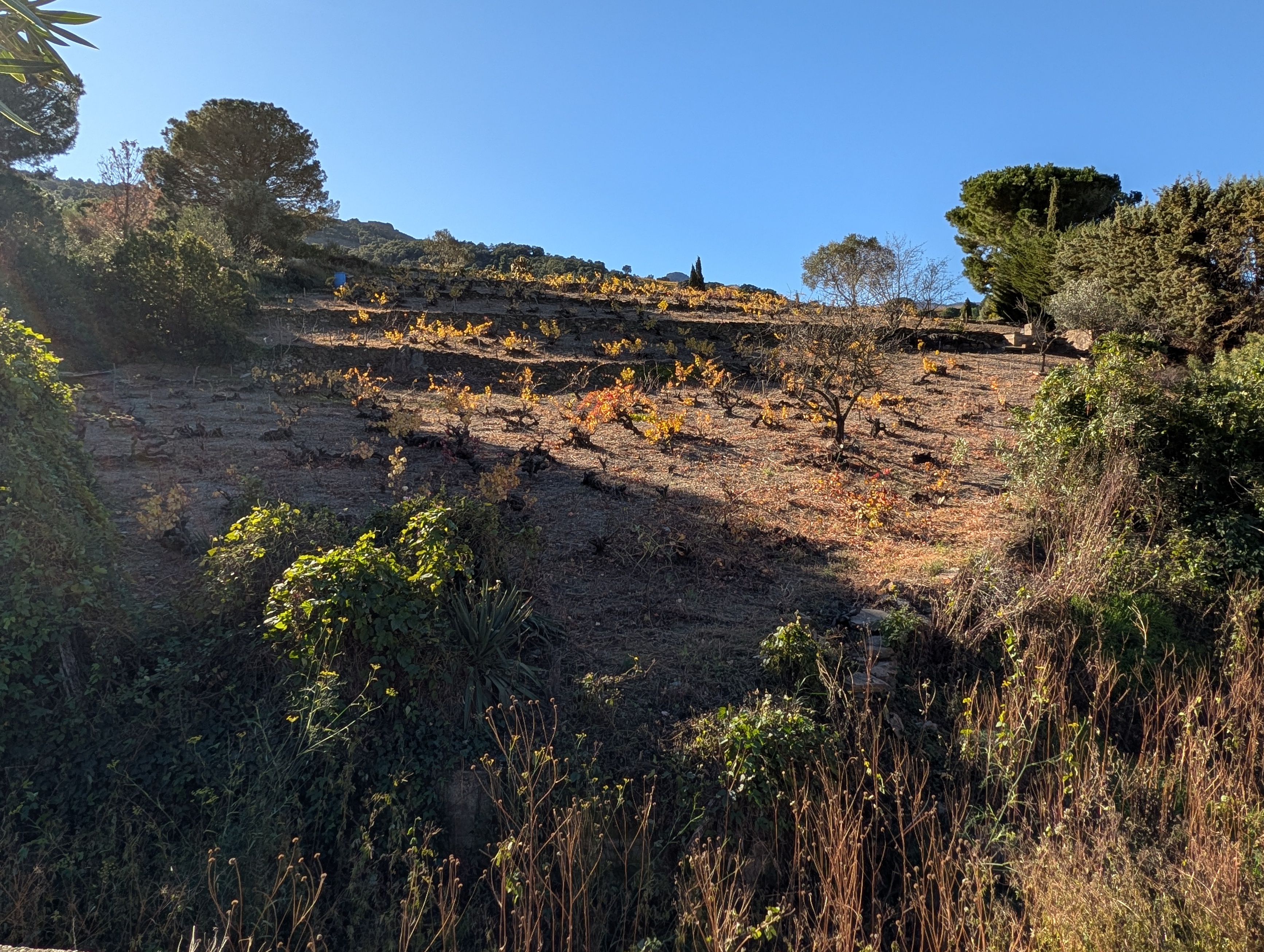 Achat immobilier Appartement 2 pièces  40m2 à Collioure (66190) - Photo n°31