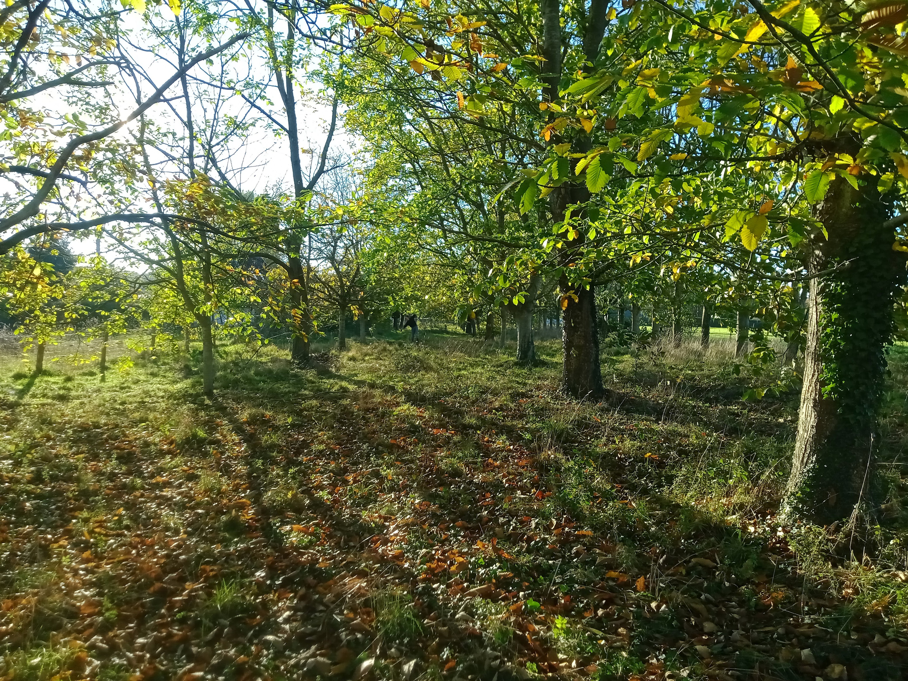 Achat immobilier Maison 4 pièces  62m2 à Bourg-Achard (27310) - Photo n°10