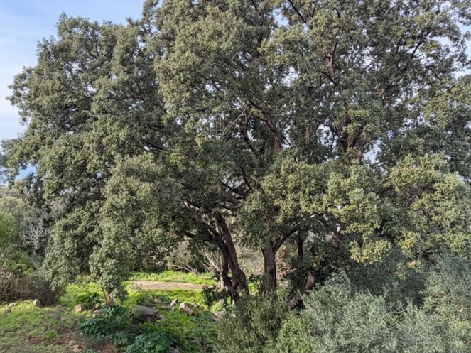 Achat immobilier Maison 7 pièces  160m2 à Viggianello (20110) - Photo n°7