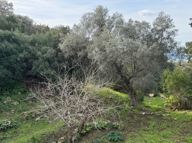 Achat immobilier Maison 7 pièces  160m2 à Viggianello (20110) - Photo n°16