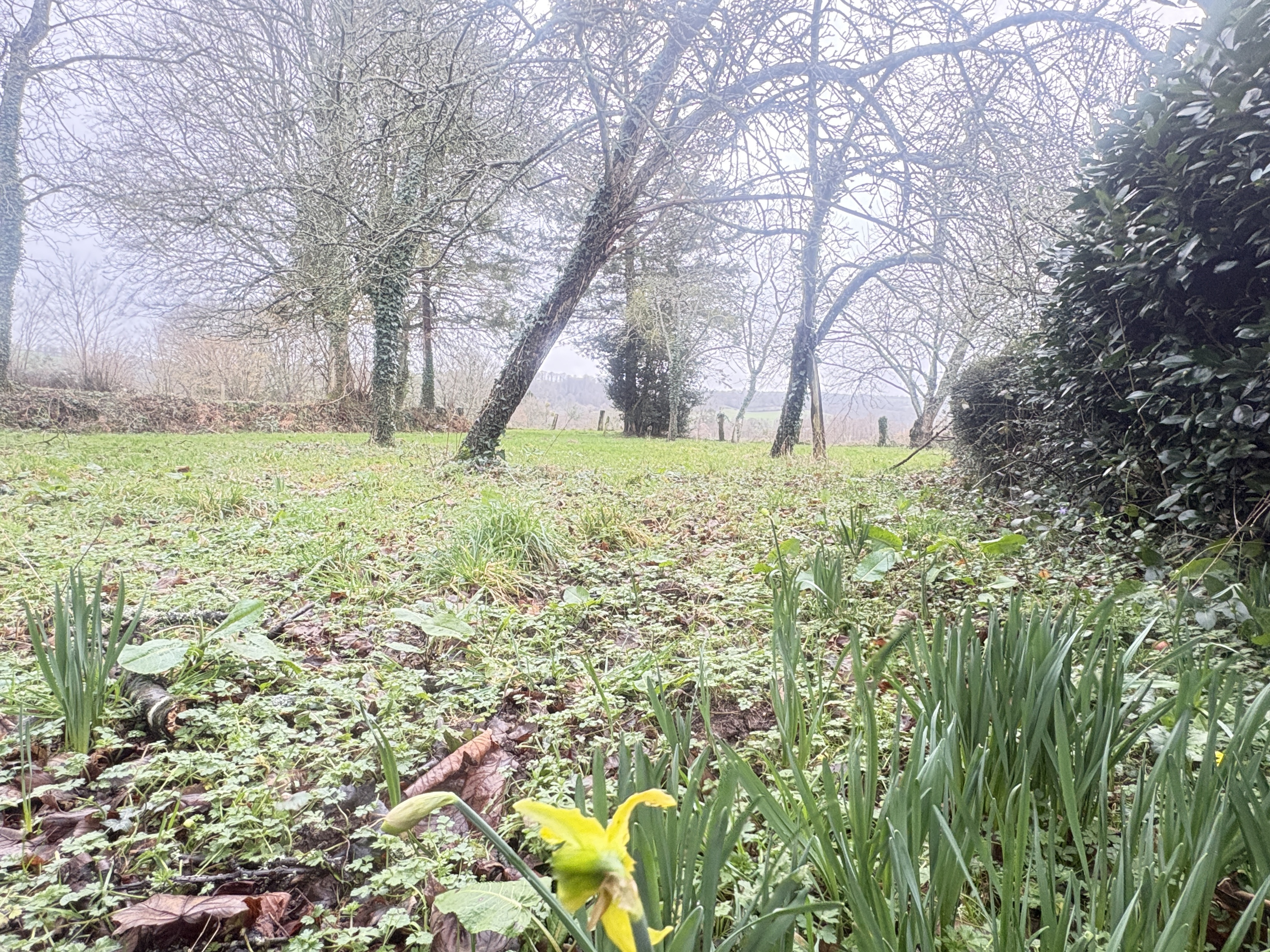 Achat immobilier Maison 5 pièces  106m2 à Vire Normandie (14500) - Photo n°4