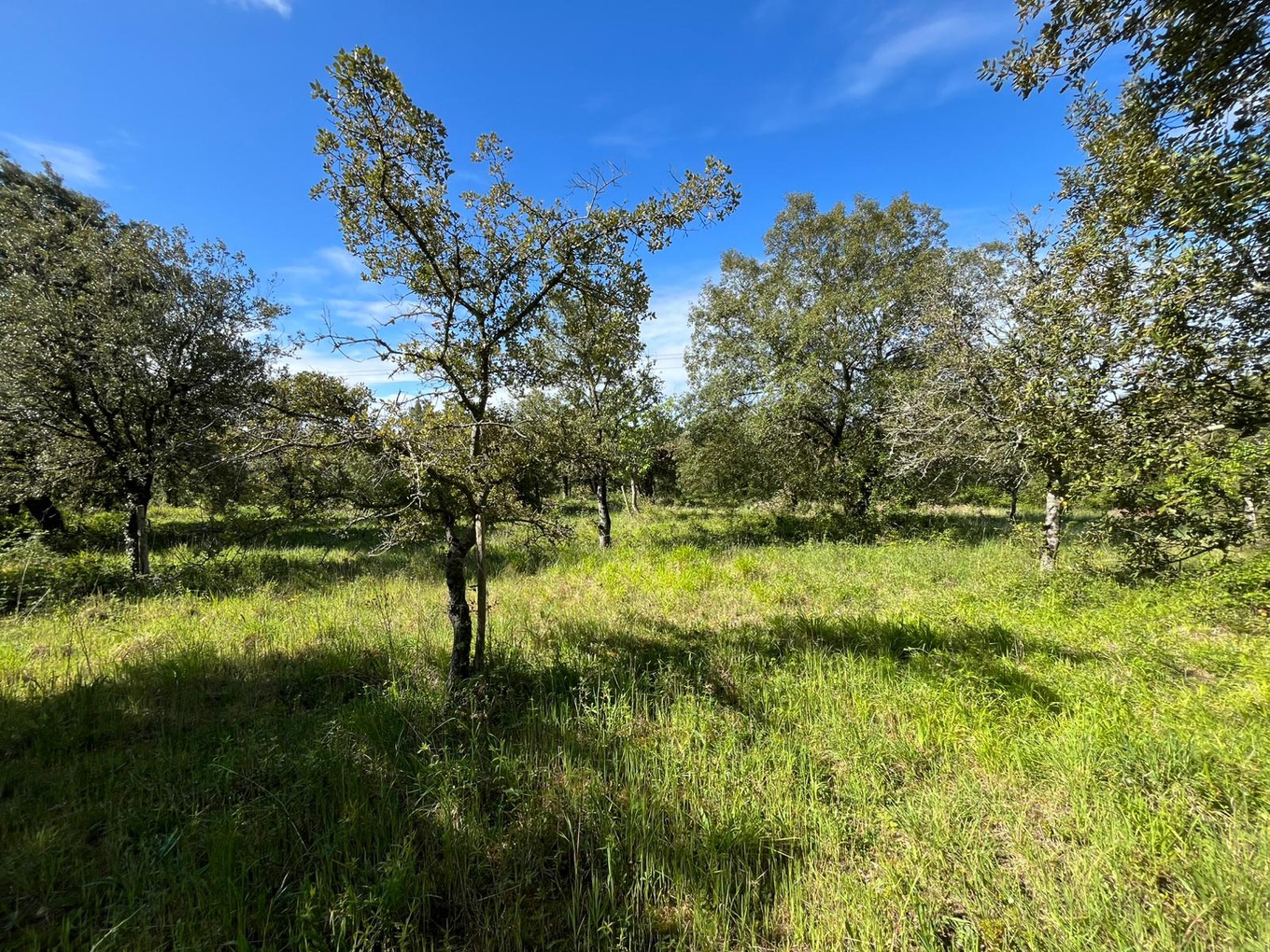 Achat immobilier Terrain   100m2 à Saint-Même-les-Carrières (16720) - Photo n°5