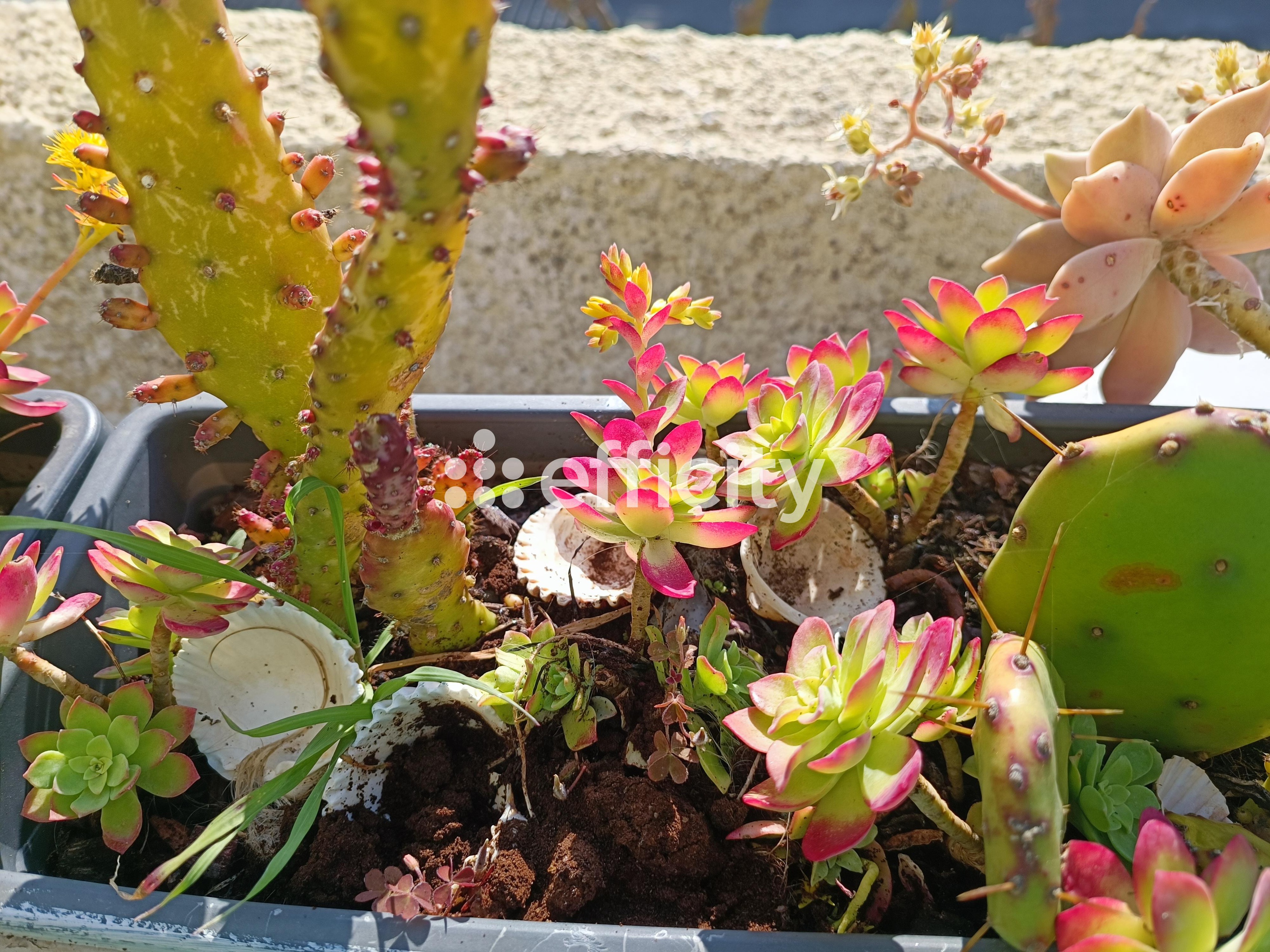 Achat immobilier Appartement 2 pièces  23m2 à Valras-Plage (34350) - Photo n°13