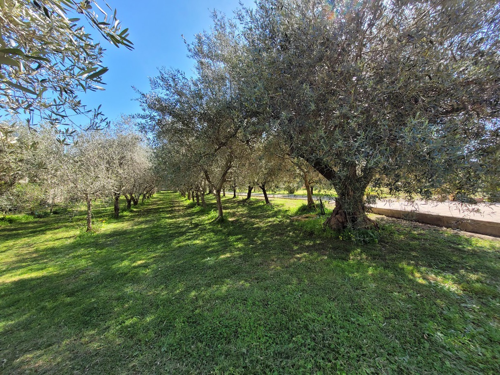 Achat immobilier Maison 4 pièces  140m2 à Borgo (20290) - Photo n°4