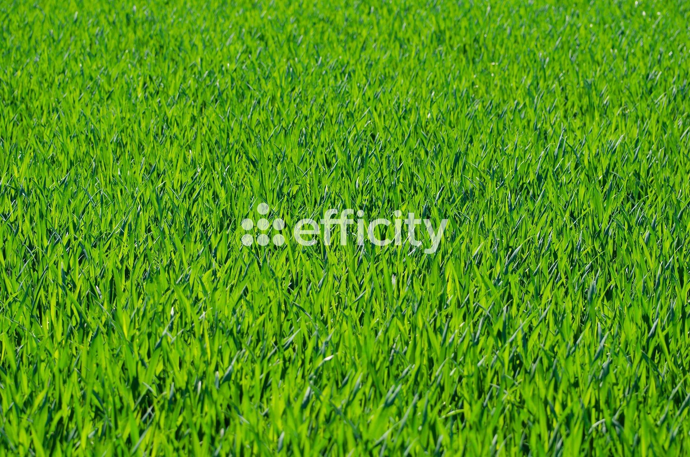 Photo illustration