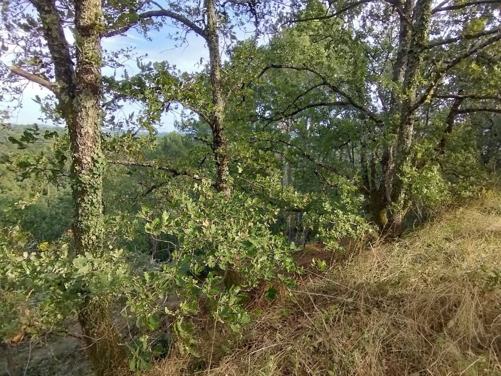 terrain  - 1730m2 à Castres (81100)