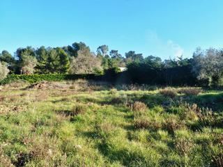 terrain  - 3035m2 à LE CANNET (06110)